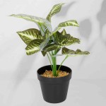 Roślina doniczkowa Maranta 6402 35 cm I  EKKW2716