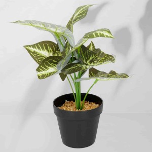 Roślina doniczkowa Maranta 6402 35 cm I  EKKW2716