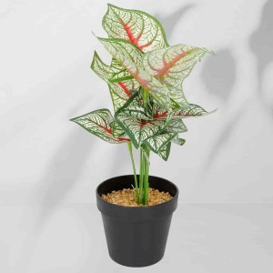 Roślina doniczkowa Kaladium 6403 35 cm I EKKW2717
