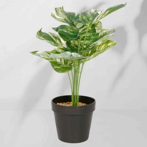 Roślina doniczkowa Monstera ciemna 6406 34 cm I EKKW2720